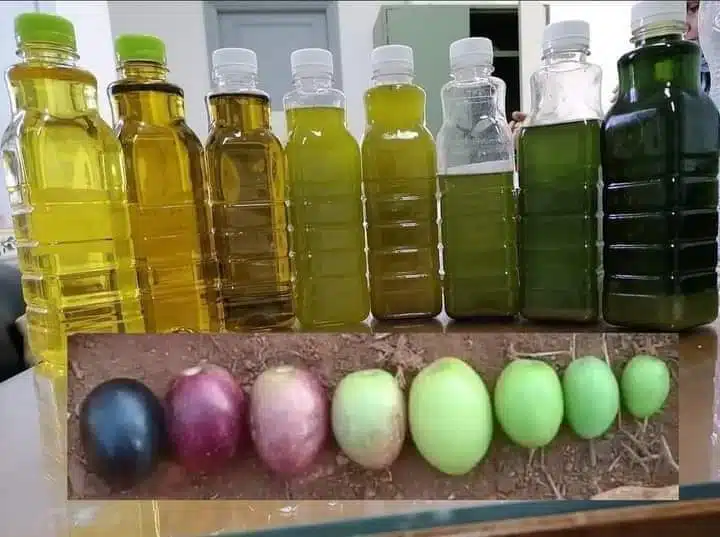 اختبارات جودة زيت الزيتون